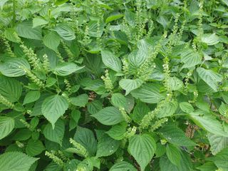 고구마15016님의 자유주제 · 자유게시판 작성글 사진