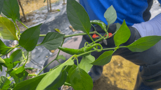 누보농장님의 자유주제 · 자유게시판 작성글 사진