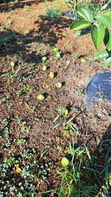 팜모닝 자유주제·자유게시판 게시글 이미지