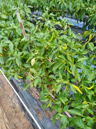 신 난다님의 자유주제 · 자유게시판 작성글 사진