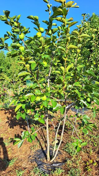 주윤발이님의 자유주제 · 자유게시판 작성글 사진