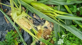 아침농원님의 자유주제 · 자유게시판 작성글 사진