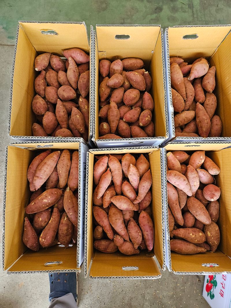 이재관(황토속애)님의 장터 판매 상품 [무안 황토 햇밤고구마 판매합니다] 첨부 사진