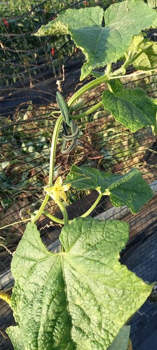 초보농사꾼보미촌님의 자유주제 · 자유게시판 작성글 사진