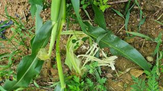 아침농원님의 자유주제 · 자유게시판 작성글 사진