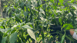 누보농장님의 자유주제 · 자유게시판 작성글 사진