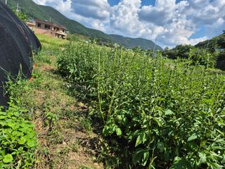 김영철님의 자유주제 · 자유게시판 작성글 사진
