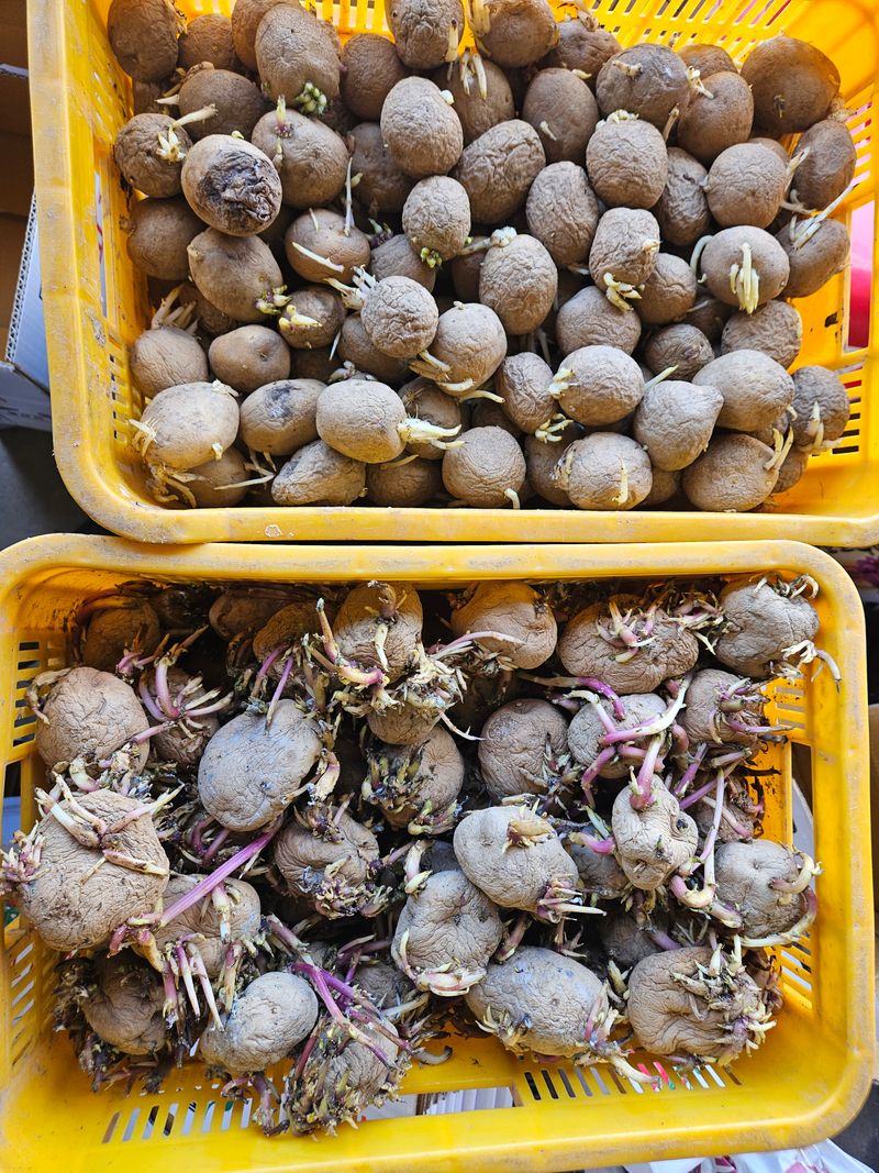 이재관(황토속애)님의 장터 판매 상품 [수미감자 씨감자 판매합니다.] 첨부 사진