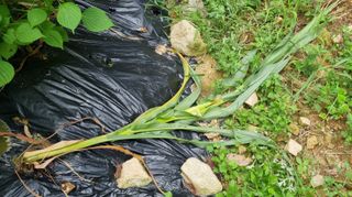 아침농원님의 자유주제 · 자유게시판 작성글 사진