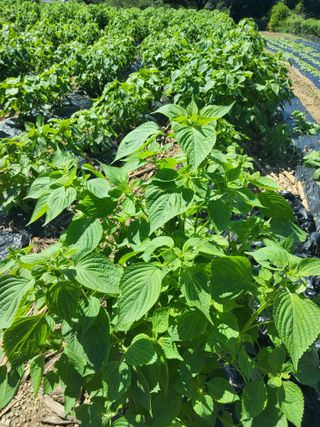 이연화님의 자유주제 · 자유게시판 작성글 사진