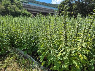 김영철님의 자유주제 · 자유게시판 작성글 사진