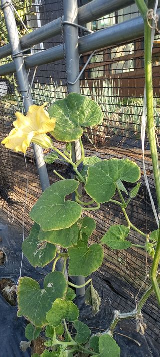 초보농사꾼보미촌님의 자유주제 · 자유게시판 작성글 사진