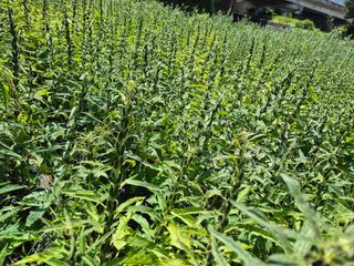 김영철님의 자유주제 · 자유게시판 작성글 사진