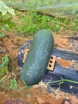 팜모닝 농사, 무엇이든 물어보세요!·참여글 게시글 이미지