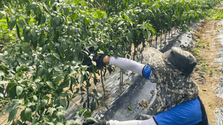 누보농장님의 자유주제 · 자유게시판 작성글 사진