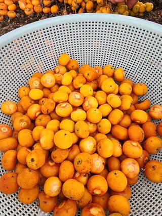 제주부자팜님의 자유주제 · 자유게시판 작성글 사진