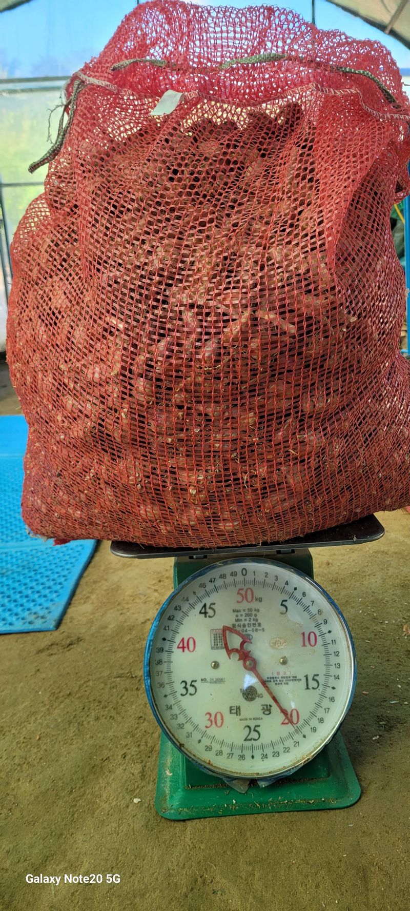 오늘이 가장 젊은날님의 장터 판매 상품 [쪽파씨 종구 20kg 있슴,1kg 가격2천원] 첨부 사진