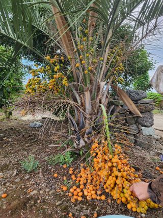 제주부자팜님의 자유주제 · 자유게시판 작성글 사진