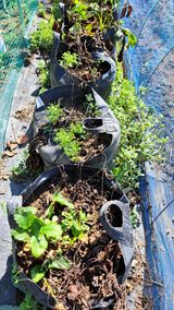 팜모닝 자유주제·자유게시판 게시글 이미지