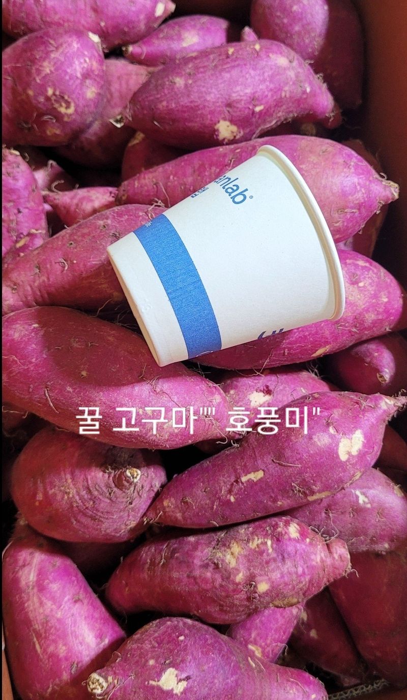 사랑꽃농장님의 장터 판매 상품 [반반 꿀 고구마 10kg(하루까+호풍미)] 첨부 사진