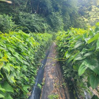 김선순(공룡자색마)님의 작성글 사진