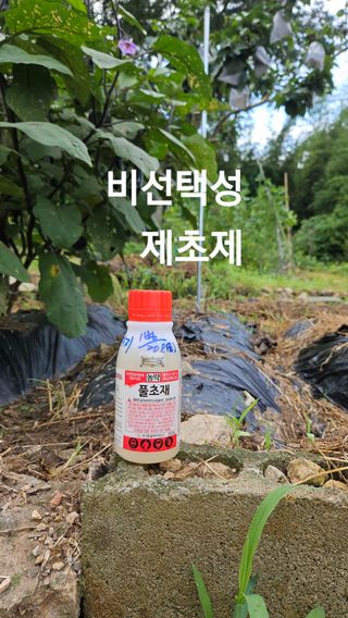 구라파님의 자유주제 · 자유게시판 작성글 사진