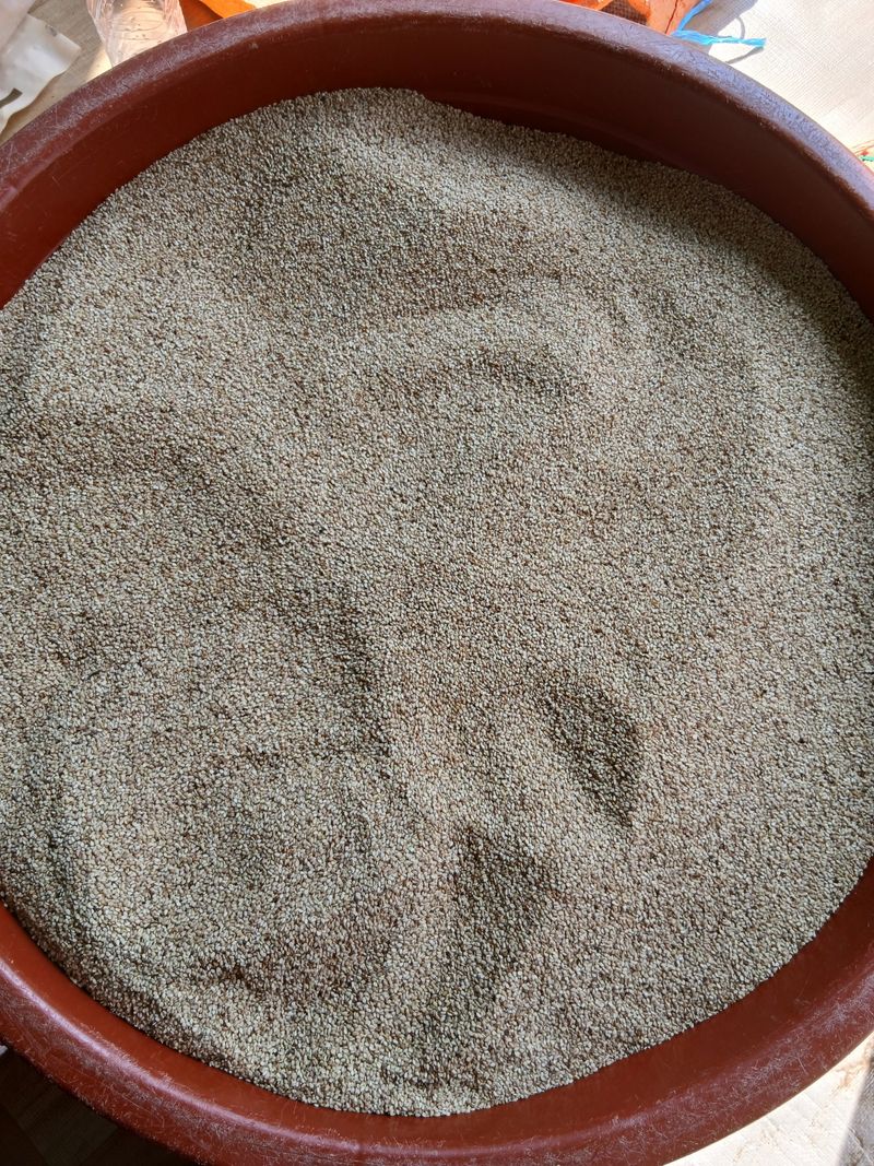 차병환 다복농장님의 장터 판매 상품 [참깨 1kg] 첨부 사진