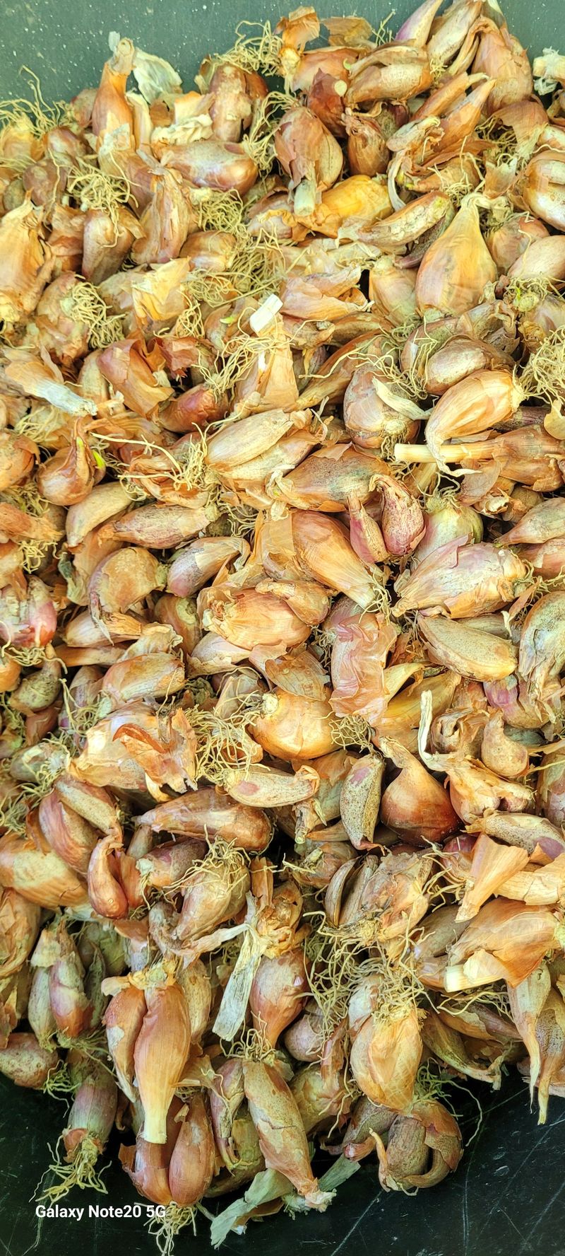 장터 상품 [쪽파씨 종구 20kg 있슴,1kg 가격2천원] 썸네일