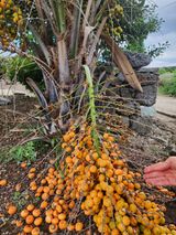 팜모닝 자유주제·자유게시판 게시글 이미지