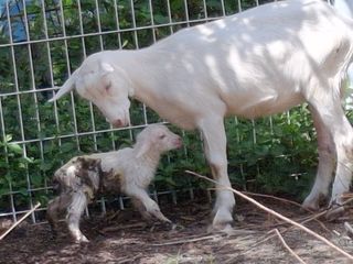 엄순모사선대농장님의 자유주제 · 자유게시판 작성글 사진