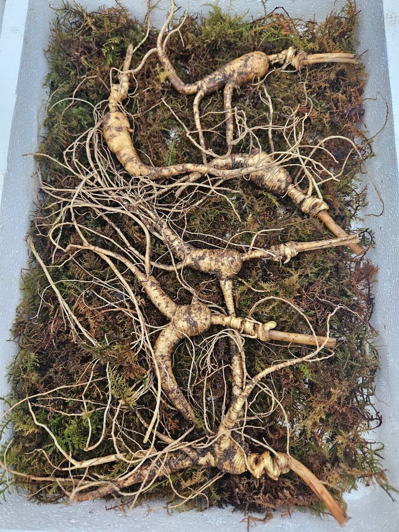 스마일님의 장터 판매 상품 [장뇌산삼] 첨부 사진