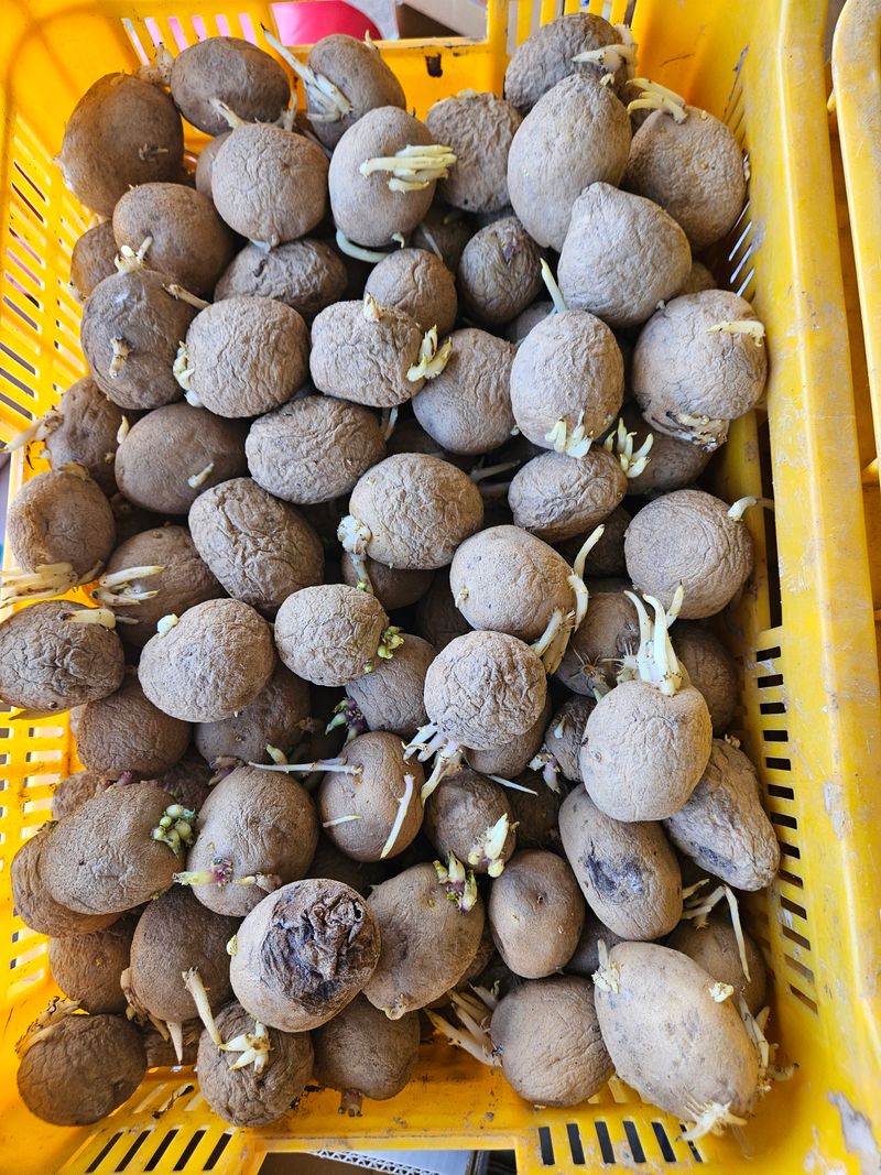 장터 상품 [수미감자 씨감자 판매합니다.] 썸네일