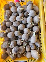 팜모닝 · 게시글 이미지