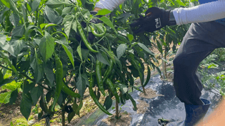 누보농장님의 자유주제 · 자유게시판 작성글 사진