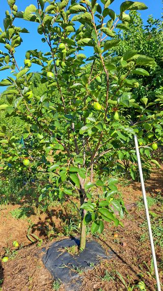 주윤발이님의 자유주제 · 자유게시판 작성글 사진