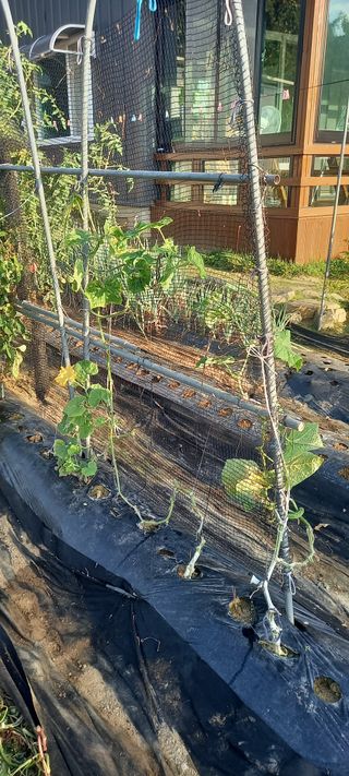 초보농사꾼보미촌님의 자유주제 · 자유게시판 작성글 사진