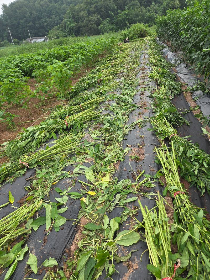 장터 상품 [참깨] 썸네일