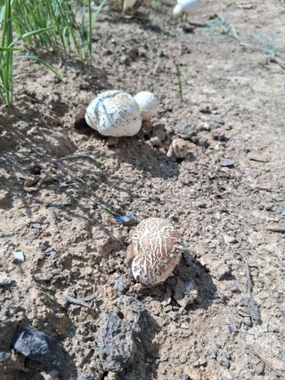 쇠바우님의 농사, 무엇이든 물어보세요! · 참여글 작성글 사진