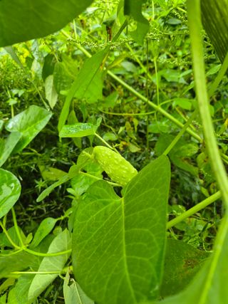 왕자농원님의 자유주제 · 자유게시판 작성글 사진