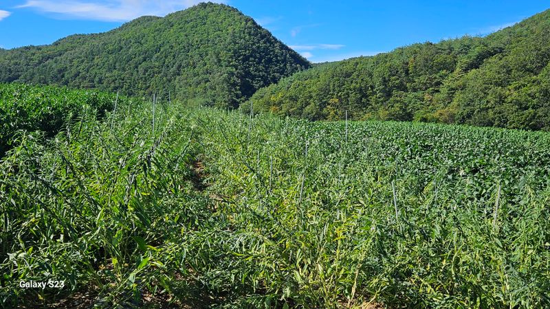 손윤영/수채화농원님의 장터 판매 상품 [참깨 1.5kg] 첨부 사진