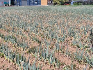 준영농장 출석왕.님의 자유주제 · 자유게시판 작성글 사진