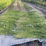 팜모닝 자유주제·자유게시판 게시글 이미지