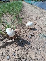 팜모닝 농사, 무엇이든 물어보세요!·참여글 게시글 이미지