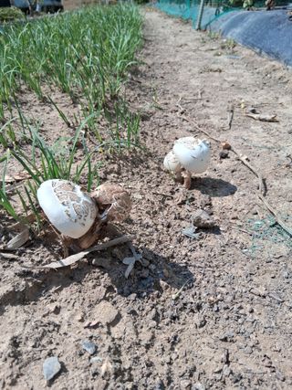 쇠바우님의 농사, 무엇이든 물어보세요! · 참여글 작성글 사진