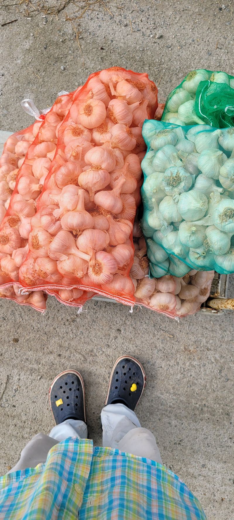 황금이님의 장터 판매 상품 [홍산마늘 한지형마늘  일반마늘  대왕마늘 종자용 식용판매함] 첨부 사진