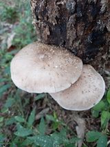 팜모닝 자유주제·자유게시판 게시글 이미지