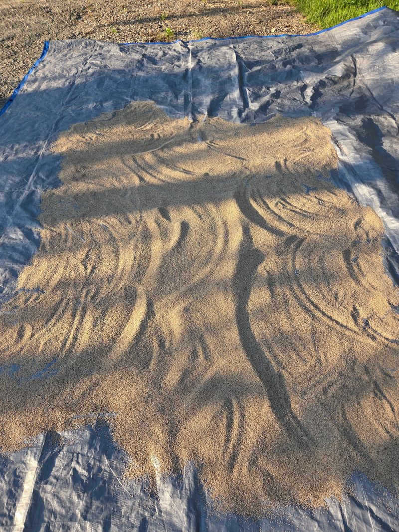 나무와새님의 장터 판매 상품 [참깨] 첨부 사진