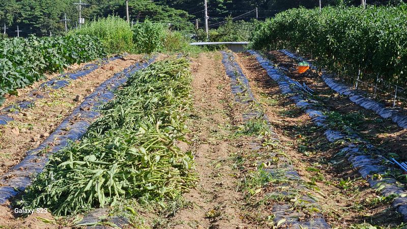 손윤영/수채화농원님의 장터 판매 상품 [참깨 1.5kg] 첨부 사진