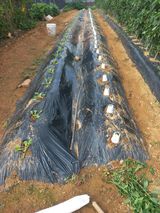 팜모닝 자유주제·자유게시판 게시글 이미지