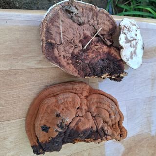 오영도님의 자유주제 · 자유게시판 작성글 사진